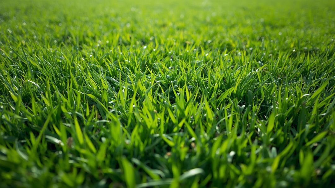 Bermuda Grass Los Angeles